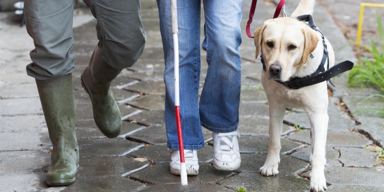 Person with stick and blind dog