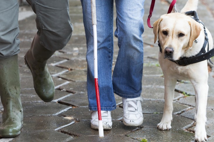 Person with stick and blind dog