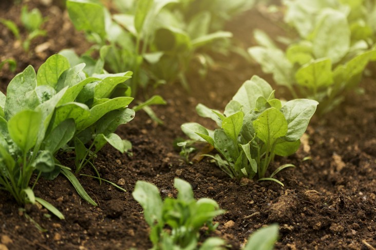 High angle plants with green leaves