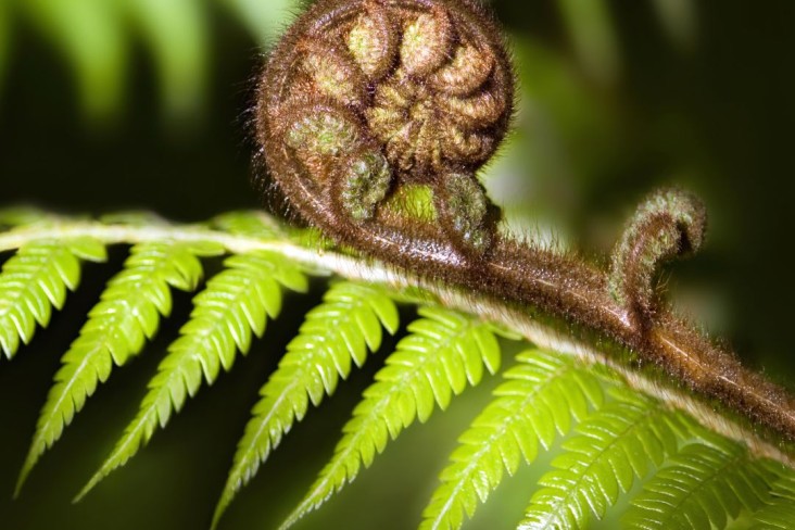 Fern 