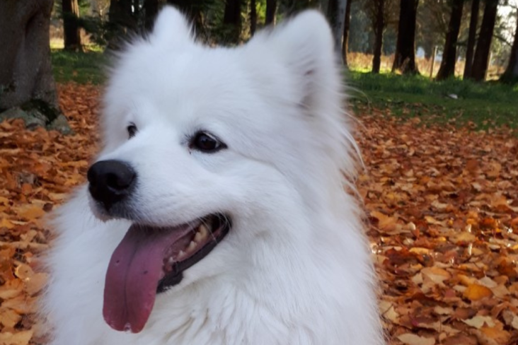 Aurora Pet Therapy