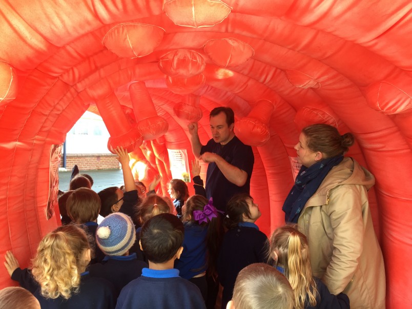 Dr Jason Hill walks pupils from New River Primary School through a giant inflatable bowel.